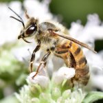 Bee.jpg