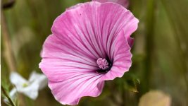 flowers 2.jpg