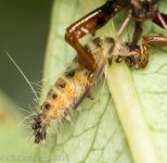 Insects-0007.jpg