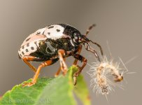 Insects-0012.jpg