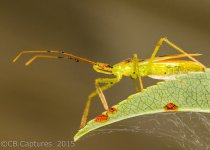 Insects-0021.jpg