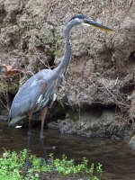 BlueHeron.jpg