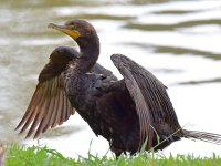 Cormorrant.jpg