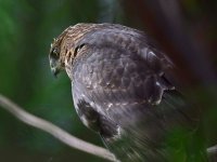 Hawk3.jpg