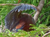 GreenHeron3.jpg