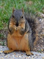 Squirrel2.jpg