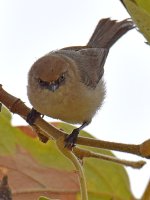 Tit.jpg