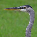 BlueHeron2.jpg