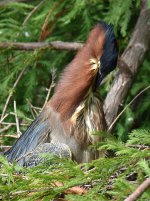 GreenHeron2.jpg