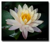 lotusflower-ype (3).jpg
