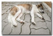 dog-relaxing.jpg