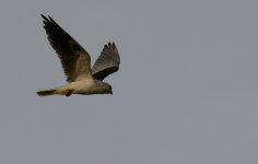 31st July 2015 008.JPG