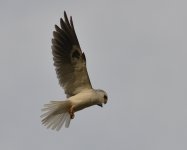 31st July 2015 010.JPG