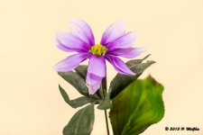 D71_5626-Edit.jpg