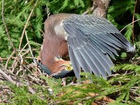 GreenHeron4.jpg