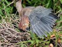 GreenHeron.jpg