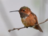 Hummer14.jpg