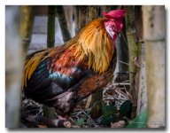 rooster-ype.jpg