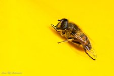 Fly in yellow wheelie bin-.jpg