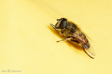 Fly on yellow wheelie bin toned down-.jpg