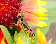 DSC_4691-Hopper on Red Flower -0003-2015-08-01T14_43_22.jpg