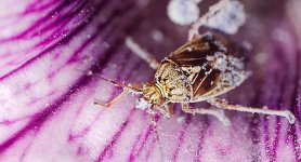 DSC_4983-beetle in petunia -0004-2015-08-01T14_58_13.jpg