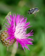DSC_4821-wasp on purple -0010-2015-08-01T14_52_31.jpg