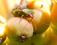 DSC_4537-green beetle in mountain ash -0011-2015-08-01T14_31_59.jpg