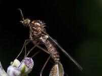 Unknown insect big crop-.jpg