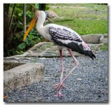 stork2-ype.jpg