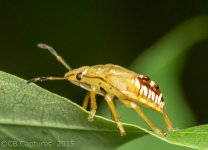 Insects-0387.jpg