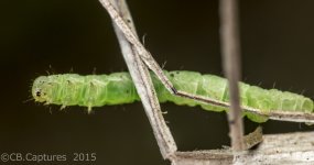 Insects-0356.jpg