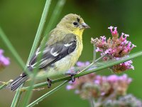 Finch.jpg