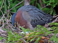GreenHeron.jpg