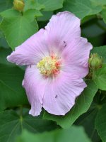 Hibiscus.jpg