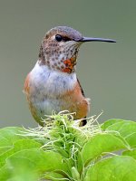 Hummer3.jpg