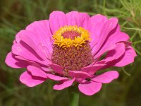 PinkFlower.jpg