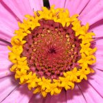 PinkFlower2.jpg