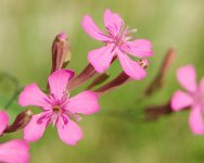 DSC_5237-wild pinks -0003-2015-08-02T09_42_14.jpg