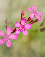 DSC_5239-wild pinks -0001-2015-08-02T09_42_22.jpg