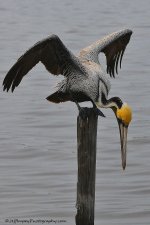 DSC_0506.jpg