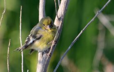 1st Aug 2015 016.JPG