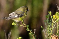 1st Aug 2015 023.JPG