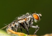 Fly-0194.jpg