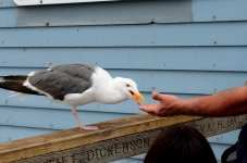 1st and 2nd Aug 2015 012.JPG