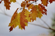 Feuiiles d'automne.jpg