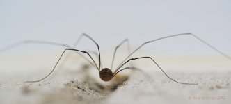 spider oct12.jpg