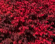DSC_1073.jpg