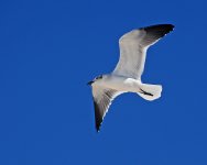 DSC_2617-852783593-O.jpg