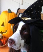 maggie hallooween.jpg